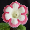 Глоксиния Rosalinda