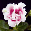 Глоксиния Silvena Pink