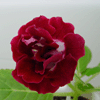 Глоксиния Silvena Red + White