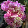 Фиалка Suncoast Ruffled Delight
