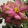Фиалка Island Rose