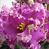 Фиалка Suncoаst Frilly Dilly