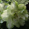 Фиалка Cool Mint
