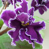 Фиалка Purple Frost