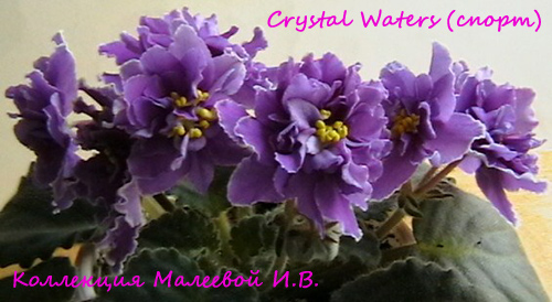  Crystal Waters () 