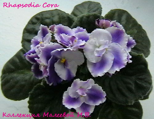  Rhapsody Cora 