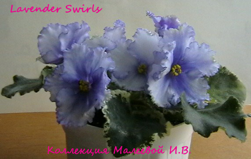  Lavender Swirls 