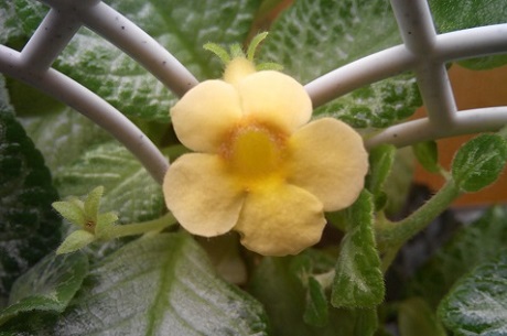  Episcia My Precious 